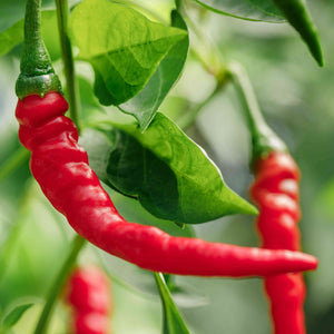 Cayenne